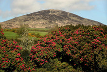 Cavens Country Hotel - Dumfries