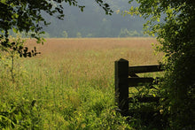 english meadow